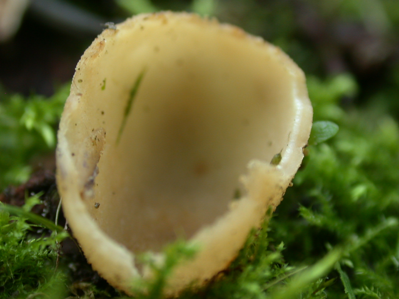 Tarzetta catinus